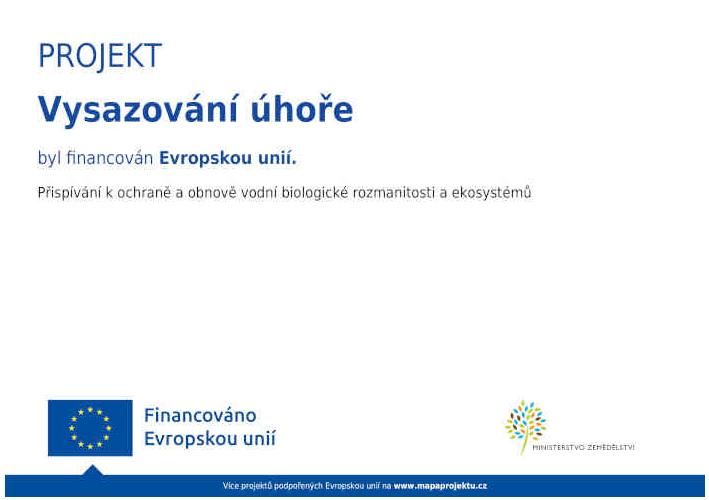 Vysazování úhoře